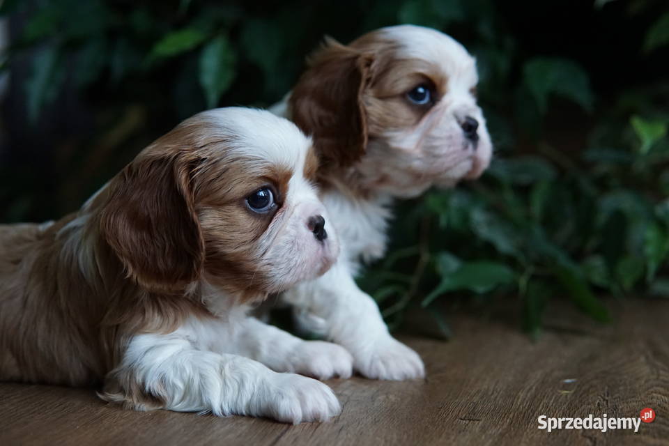 Szczenięta Cavalier King Charles Spaniel Rzeszów sprzedam