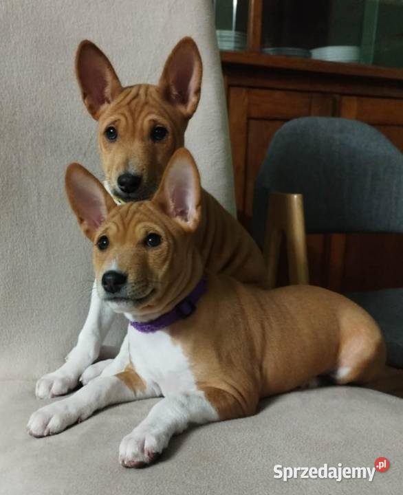 Szczenię Basenji