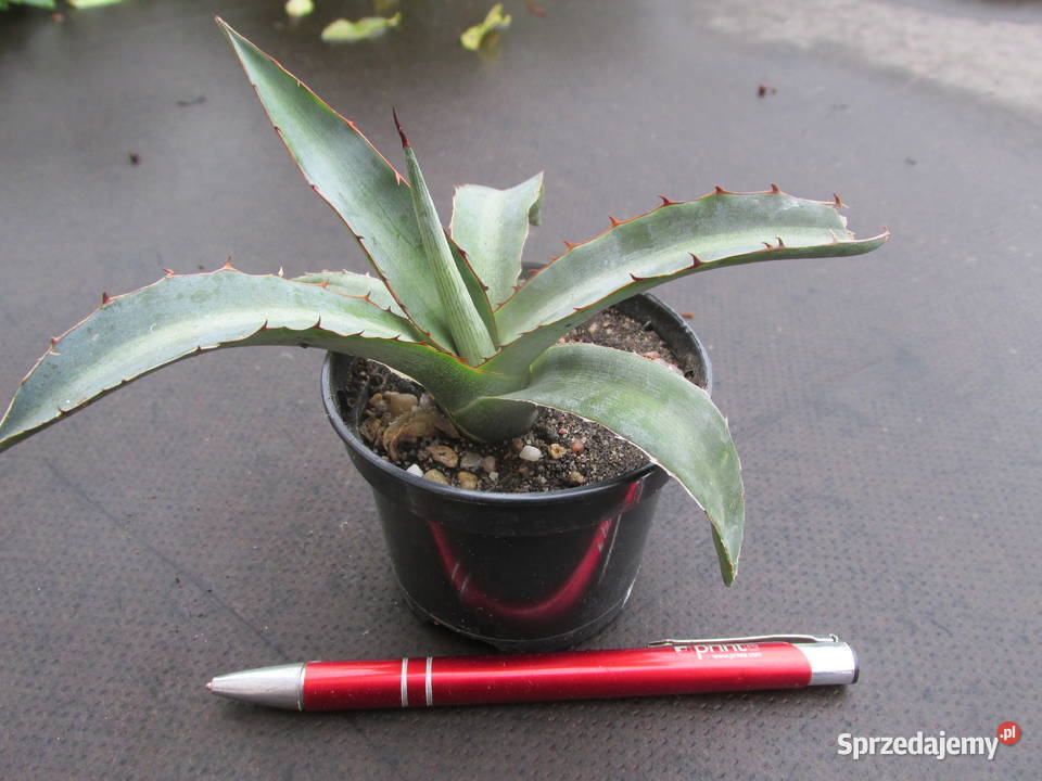 Mrozoodporna agawa do 15 C Agave lophantha Kraków
