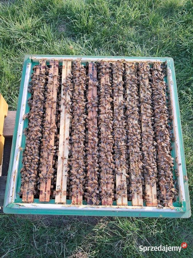 Odkłady Pakiety Pszczoły na WAGE Odrzywół