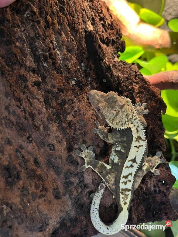 Gekony orzęsione mazowieckie Radom