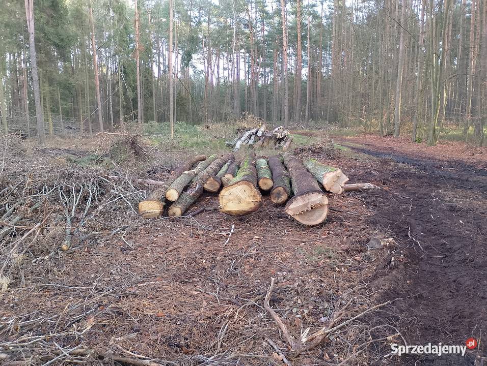 Dąb kloda tartaczna Broniec