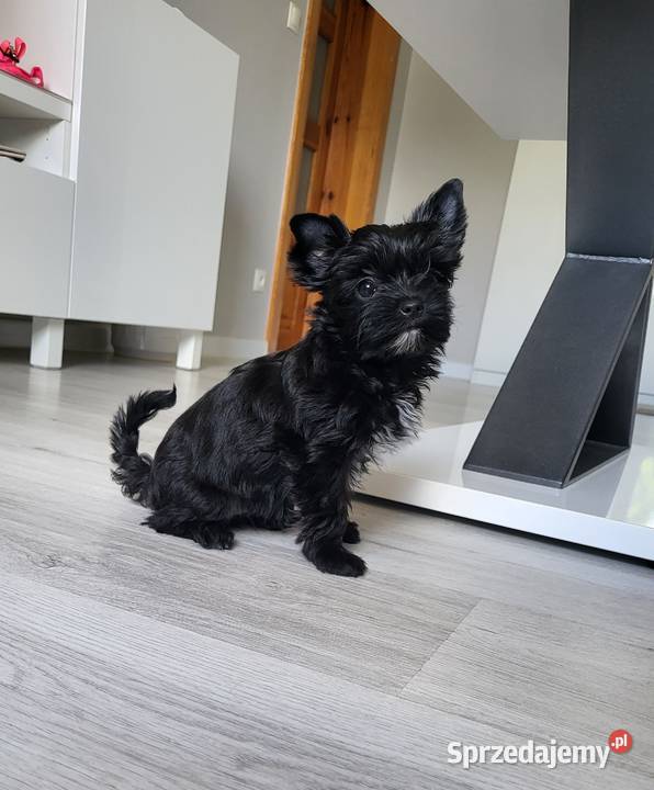 Yorkshire Terrier czarna sunia Trzebnica