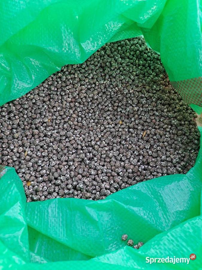 Łubin gorzki nie pryskany zbiory 2025 mazowieckie Gutów