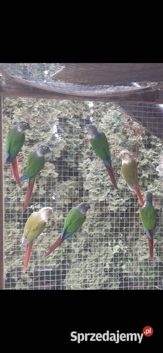 Rodosterki Wieliczka