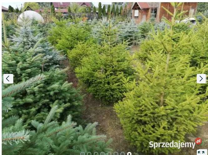 Sprzedam Choinki Świerk Zwykły Srebrny Pozostałe Śrem