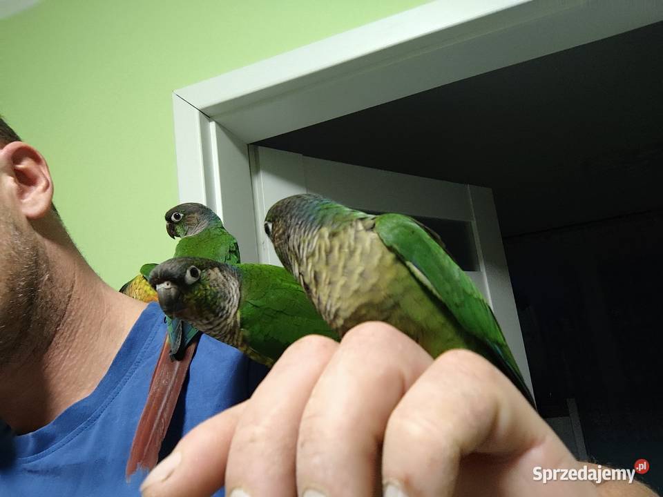 Ręcznie karmione Rudosrerka zielonolica Międzyświeć