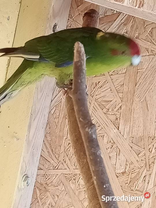 Sprzedam papugi Świergoty i Modrolotki kozy Ptaki Nowa Bukówka