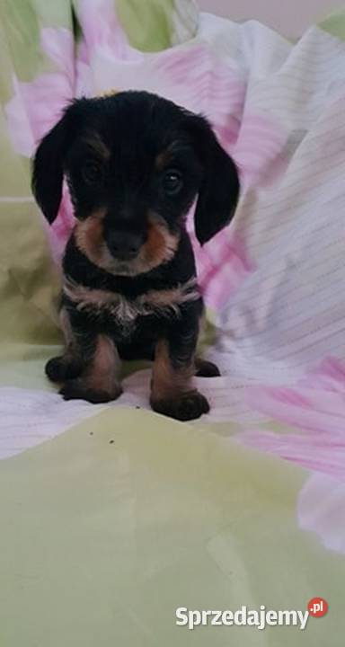 Mix YorkJamnik Warszawa