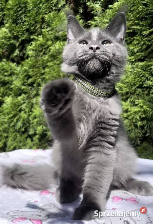 Maine Coon kotki Wińsko