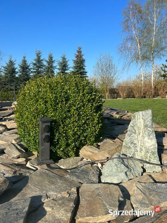 księżycowy łupek wielkopłytowy Księżyce