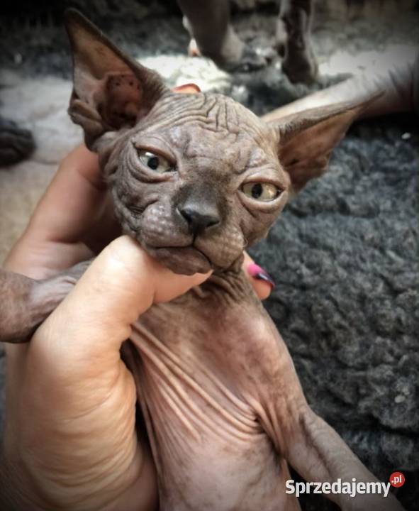 3 Kocurki kastracji 7 15r Płatna Adopcja Warszawa sprzedam