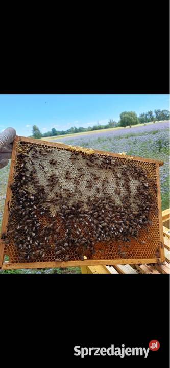 Zapylanie roslin gryka facelia rzepak Opole