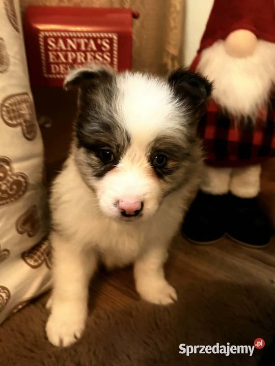 Border collie szczenieta GOTOWE DO ODBIORU Pozostałe Łobżenica