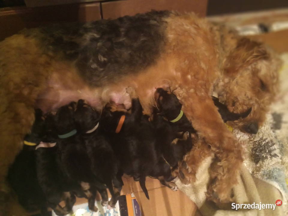 Airedale Terrier szczenięta Lublin