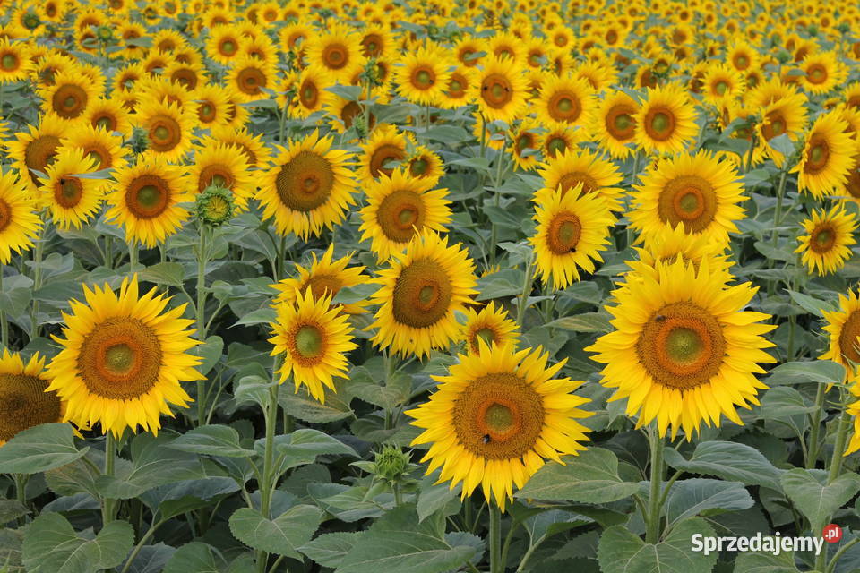 Foto obraz na płótnie Siekierki Małe