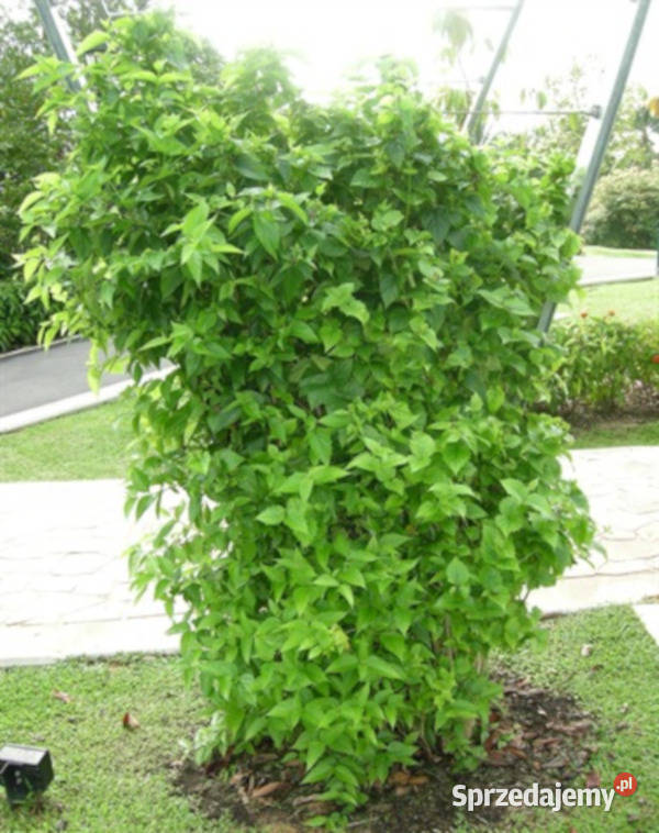 NYCTANTHES ARBORTRISTIS Nyctanthes arbortristis Lubanie