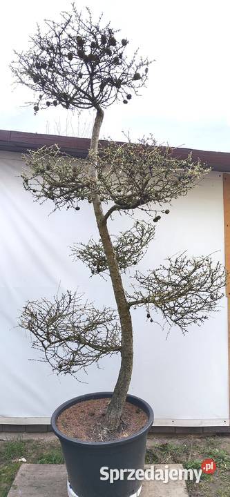 Bonsai Niwaki Modrzew Medynia Łańcucka sprzedam