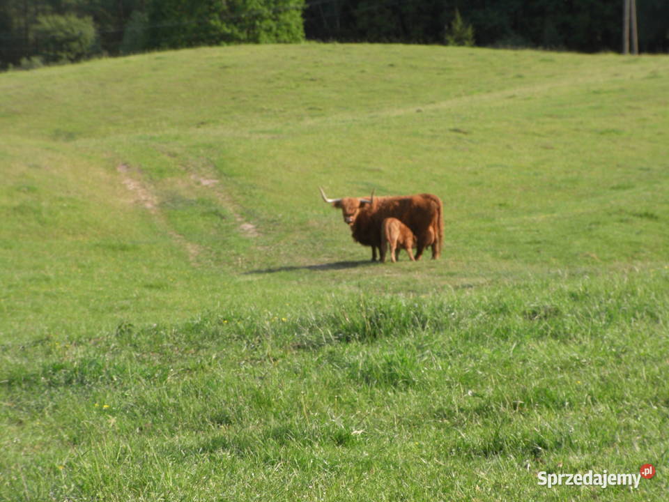 Krowy stado mięsne mieszańce Bydło mięsne Dźwierzuty