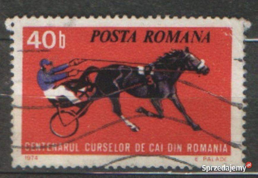 Zn Temat konie kas Gliwice