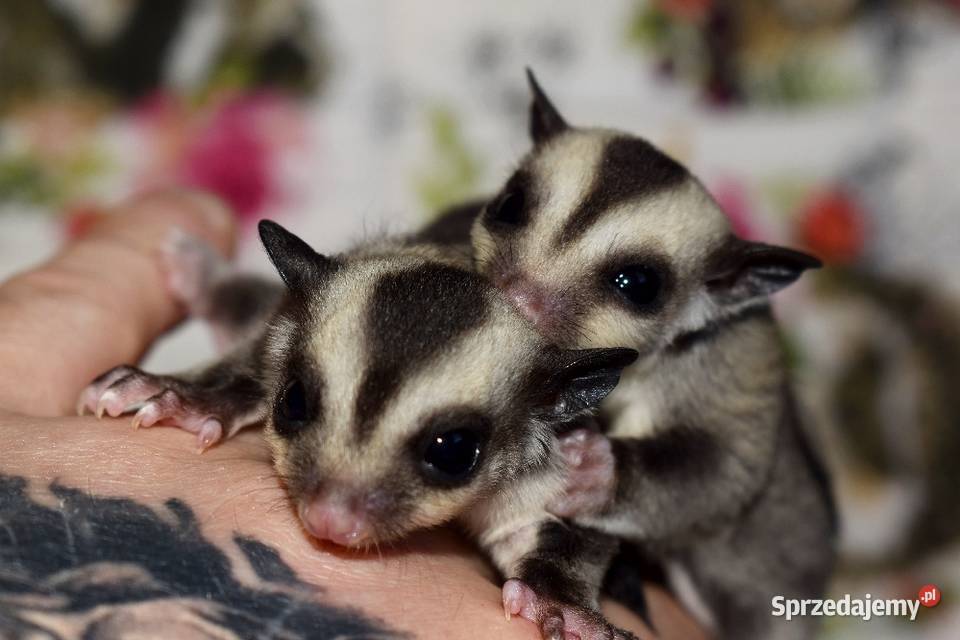 Lotopalanki lotopałanka karłowata sugar glider Pozostałe Wrocław