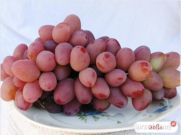 Sadzonki obiecujących odmian winogron Owocowe Warszawa