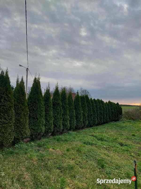 Thuja Smaragd 25 m 120 Wrocław Długołęka Januszkowice