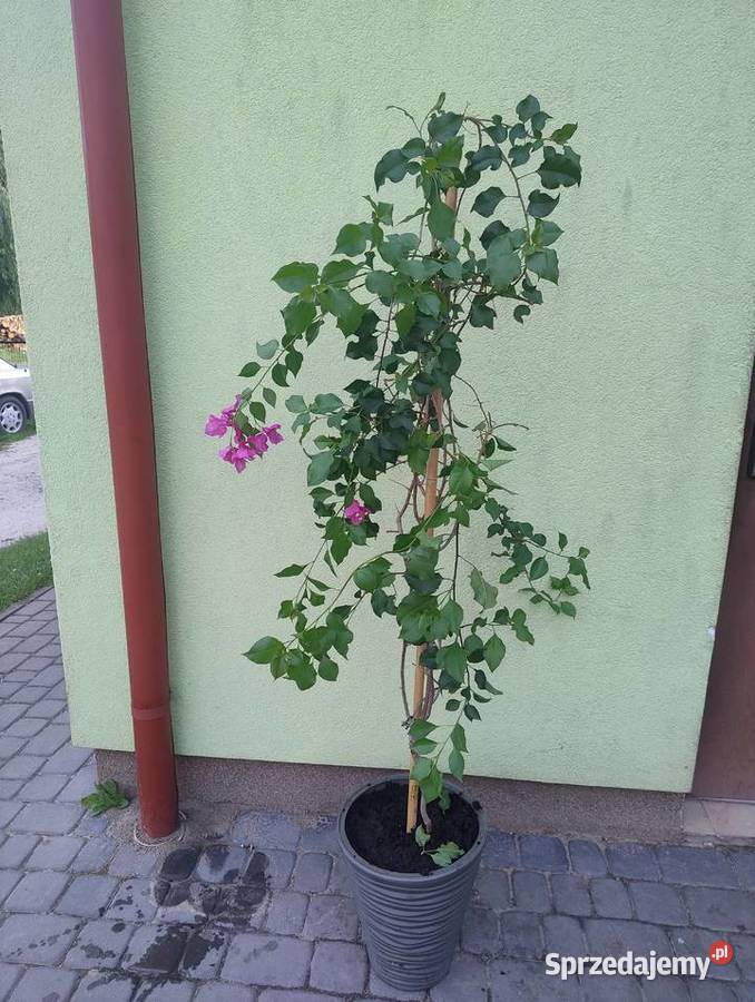 Dwie duże bungeville Nisko