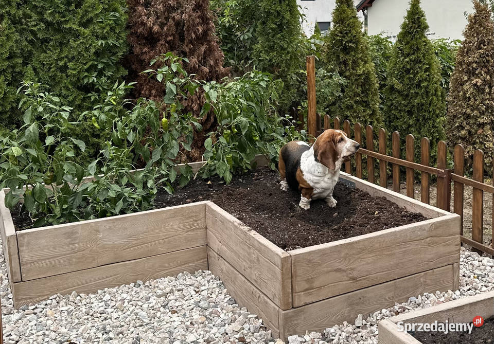 Betonowy warzywnik Podwyższone grządki betonowe Pozostałe Architektura ogrodowa Poznań
