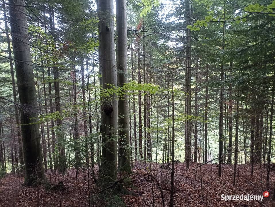 Sprzedam Las Przysietnica