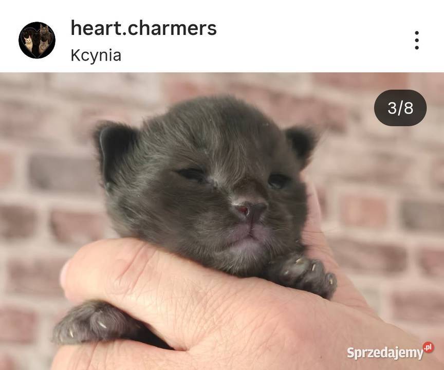 Rezerwacja Maine Coon Kcynia sprzedam