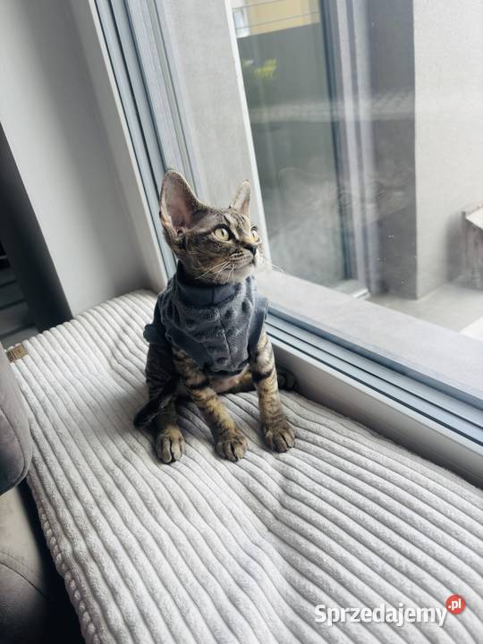 kocurek Devon Rex czarny Wrocław sprzedam