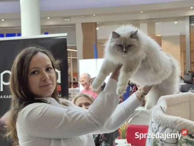 Koty syberyjskie kot syberyjski Neva masquerade mazowieckie sprzedam