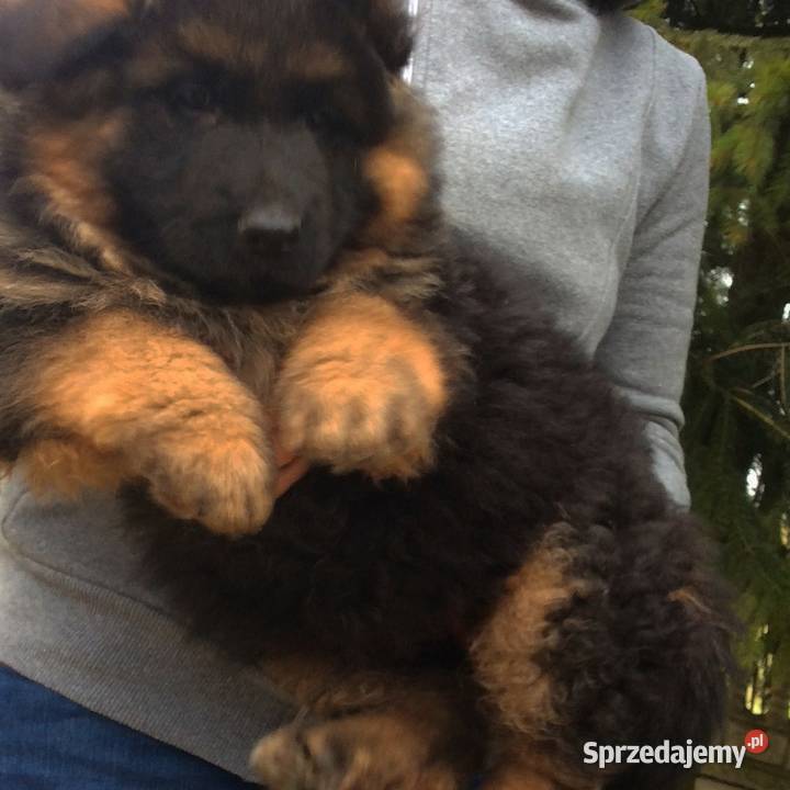 Owczarek niemiecki długowłosy potezne szczeniaki