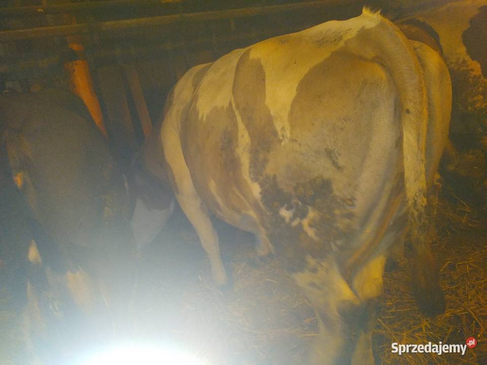 Krowa wysokocielna Brzeźno Szlacheckie sprzedam
