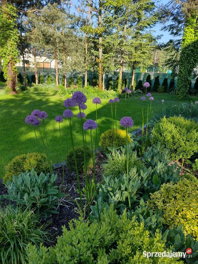 Rośliny z ogrodu Pozostałe Komornica