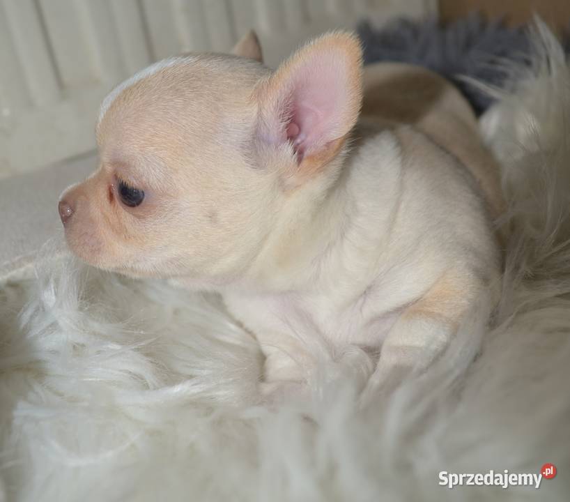 CHIHUAHUA PIĘKNY KRÓTKOWŁOSY PIESEK Łódź