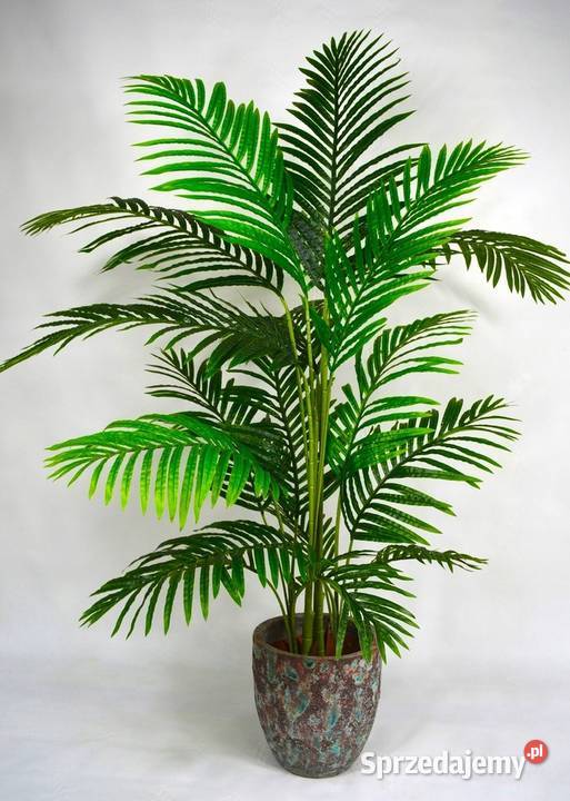 Palma Areca drzewko palmowe Kentia kujawsko-pomorskie Wąbrzeźno sprzedam