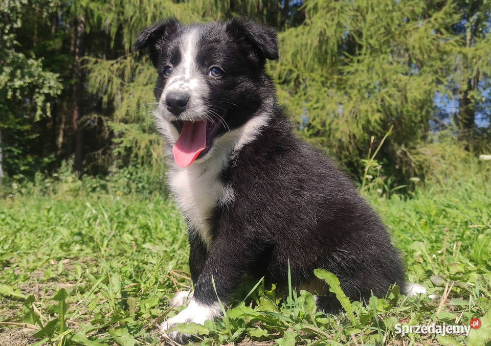Rasowa i radosna suczka BORDER COLLIE pełną dok podkarpackie Iwonicz