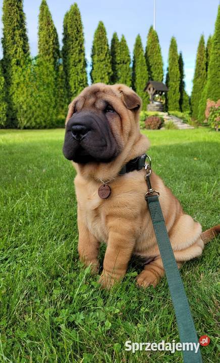 Shar Pei z Rodowodem ZKwP FCI Polska Nowa Wieś sprzedam