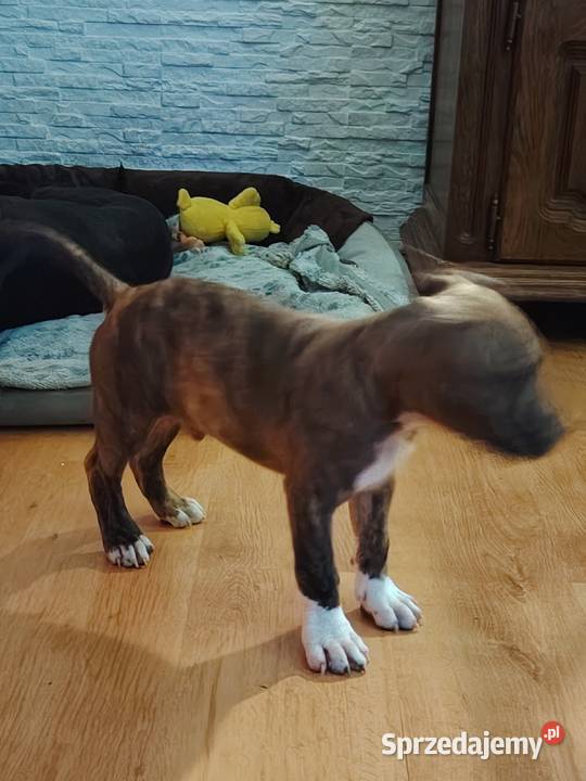 Piękny amstaff Dzierżoniów sprzedam