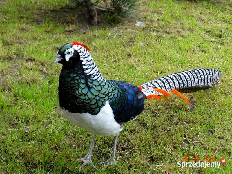 Sprzedam Bażant Bażanty Diamentowe z 2021r Samce Ptaki sprzedam