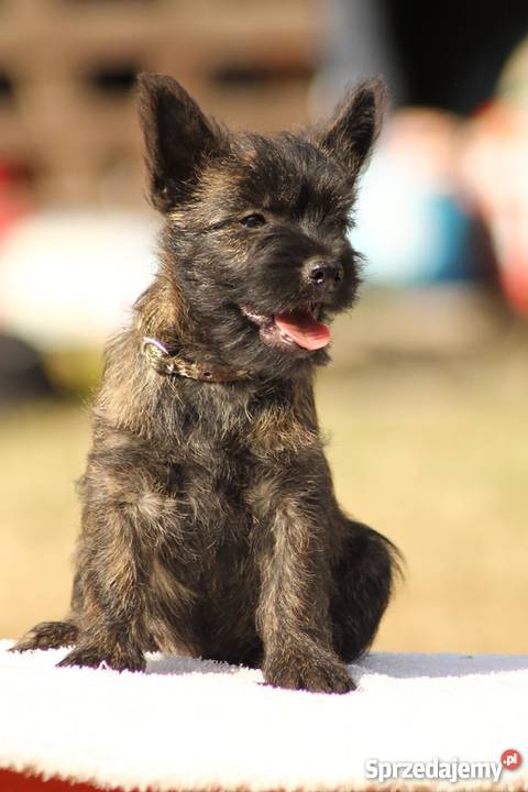 CAIRN TERRIER rodowodowe szczenięta Championach małopolskie Kraków