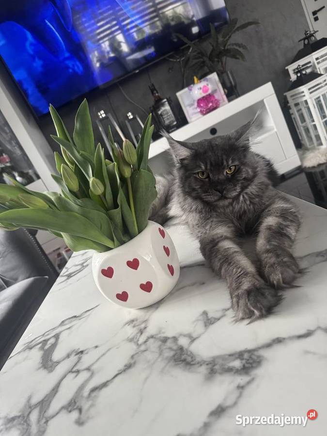 Aria kotka Maine Coon sprzedam