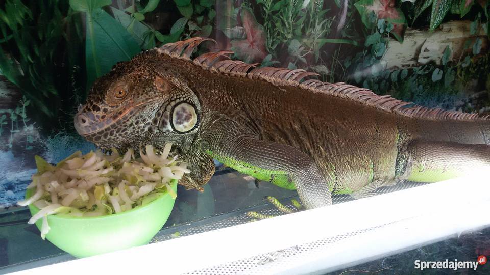 Sprzedam Legwana z Terrarium Warszawa