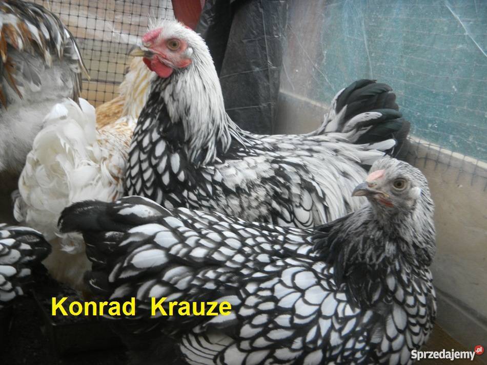 Kochin Olbrzymi różne kolory czysto rasowe młode Konin