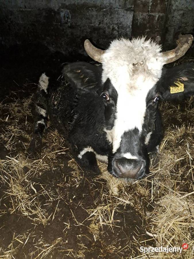 Jałowka cielna Siedlce