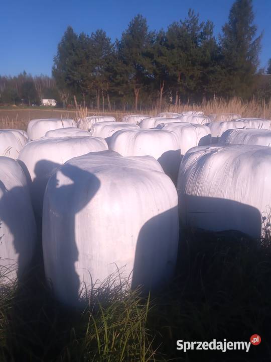 Sianokiszonkę trawy sianiej i lucerny Wojcieszków