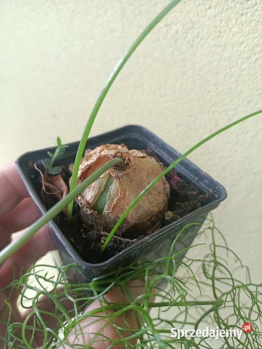 Bowiea volubilis Cebula pnąca lubuskie Zielona Góra