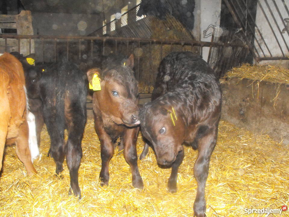 byki byczki cielaki mięsne NCB i